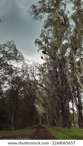 infinite path of finite trees