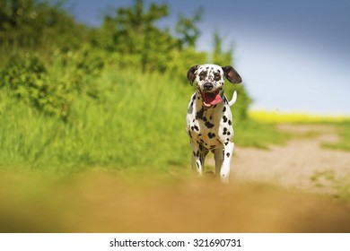 Infirm And Tired Dalmatian Dog Running In Summer Nature With Sky