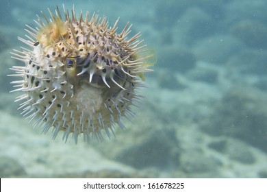 Inflated Porcupine Fish