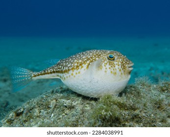 Inflated pufferfish in the Mediterranean Sea 