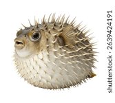 An inflated pufferfish with spines showing for defense isolated on a white background