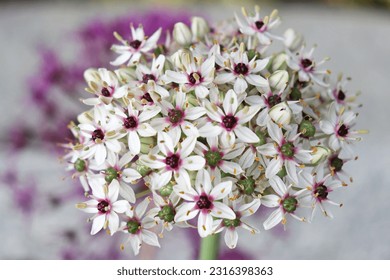 Inflorescence of Allium balsalticum Silver Spring close-up