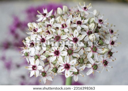 Inflorescence of Allium balsalticum Silver Spring close-up