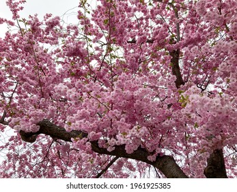 Inflorescence Of Blooming Sakura Cherry Trees In April, In Stockholm, Sweden, In The Kungsträdgården Park. Selected Focus.