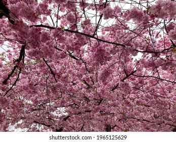 Inflorescence Of Blooming Sakura Cherry Trees In April, In Stockholm, Sweden, In The Kungsträdgården Park. Selected Focus.