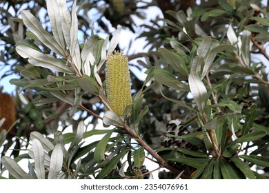 Inflorescence of Coastal banksia (Banksia integrifolia) on a tree. - Shutterstock ID 2354076961