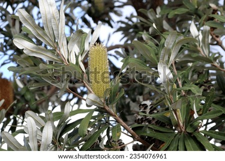 Inflorescence of Coastal banksia (Banksia integrifolia) on a tree.