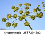 Inflorescence of the dangerous invasive plant Heracleum mantegazzianum with immature green seed clusters. Immature seeds of poisonous hogweed with blue sky in the background. Toxic hogweed seeds.