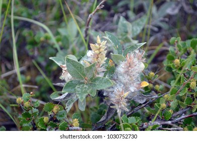 Inflorescence Of Dwarf Willow