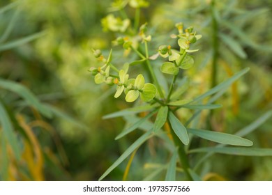 Inflorescence of Euphorbia regis-jubae plant at sunny day