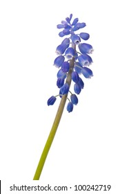 Inflorescence Grape Hyacinth Muscari Isolated On Stock Photo 100242719 ...