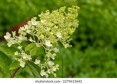 The inflorescence of hydrangea paniculata has a delicate shade of lime - Shutterstock ID 2279613643