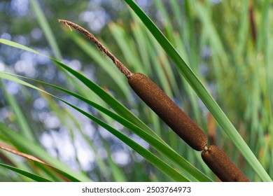 Inflorescence and leaves of water reed with blurred background. Brown reed flower with deep green leaves isolated. Close-up of a water reed plant with cigar-shaped brown inflorescence. - Powered by Shutterstock