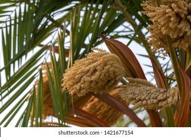 Inflorescence on a palm tree close-up. Selective focus. - Shutterstock ID 1421677154