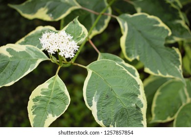 The Inflorescence Of Ornamental Shrub - Variegated Bloodtwig Dogwood.