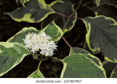 The Inflorescence Of Ornamental Shrub - Variegated Bloodtwig Dogwood.