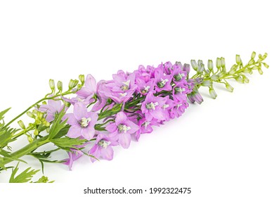 Larkspur Pink の画像 写真素材 ベクター画像 Shutterstock