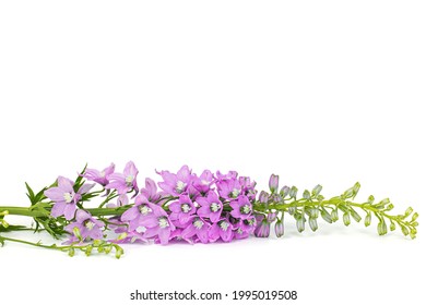 Larkspur Pink の画像 写真素材 ベクター画像 Shutterstock