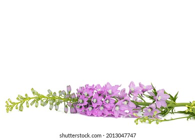 Larkspur Pink の画像 写真素材 ベクター画像 Shutterstock