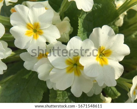 inflorescence of spring flowers primula veris, white flowers with a yellow core, herbaceous perennial