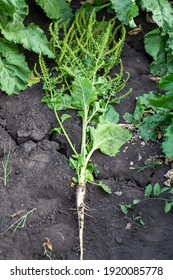 Inflorescence Of Sugar Beet Close Up In The Field 