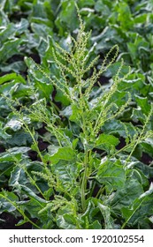 Inflorescence Of Sugar Beet Close Up In The Field 