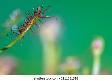 The inflorescence of sundew, waiting for the appearing isects, drosera.