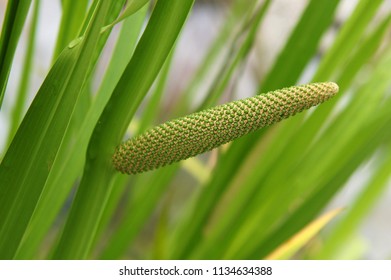 Inflorescence of sweet flag (Acorus calamus) in early summer 