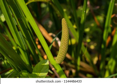 Inflorescence of sweet flag (Acorus calamus) with young fruits
