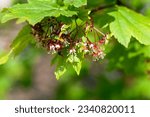Inflorescence of a vine maple tree, Acer circinatum