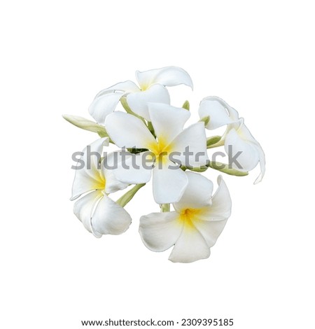 Inflorescence of white Jasminum sambac flowers, isolate. White flowers with five petals. Jasminum sambac is a species of jasmine native to tropical Asia, from the Indian subcontinent to Southeast Asia