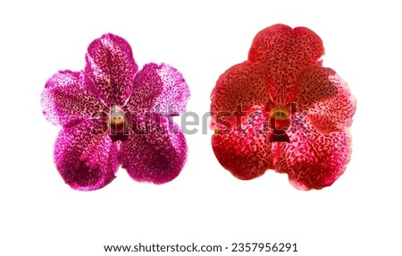 Inflorescence yellowish, pink, orange. Vanda and Ascocenda orchid bunch flower two type. Abbreviated as Asda in horticultural trade, is man-made hybrid genus resulting. Isolated on white background.