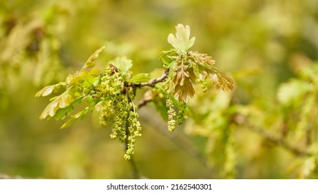  Inflorescence and young leaves of a English oak, pedunculate oak, Quercus robur in spring in a park                              