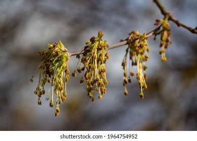 177 Manitoba maple seeds Images, Stock Photos & Vectors | Shutterstock