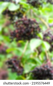 Inflorescences Of Elderberry. Clusters Of Black Berries Of Elderberry. Healing Homeopathic Plants. Selective Soft Focus. Floral Wallpaper. Blurred Background