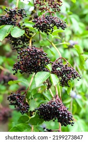 Inflorescences Of Elderberry. Clusters Of Black Elderberries. Medicinal Homeopathic Plants. Selective Soft Focus. Floral Wallpaper. Blurred Background