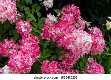 Inflorescences Of Hydrangea Paniculata Of The Rouge Diamand Shrub Variety With Red Flowers, Bright Red Scarlet Color. Seasonal Change In Color Of Flowers From White To Red