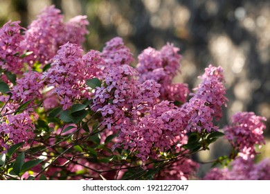 Inflorescences Of Pink Chinese Lilac On A Blurred Background