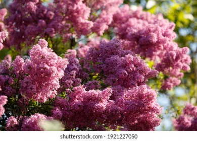 Inflorescences Of Pink Chinese Lilac On A Blurred Background