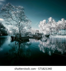 Infra Red IR Imaging Capture Of A Tree Growth From The Sunken Fishing Boat Shipwreck.   