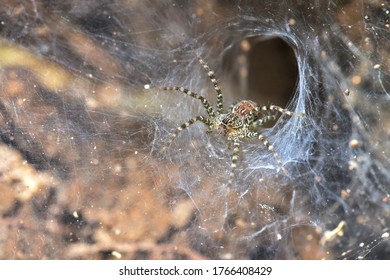  Infraorder Mygalomorphae, Suborder Opisthothelae, Spin A Web Aat The Front Of The Burrow