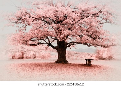 Infrared big tree. Composition of nature. - Powered by Shutterstock