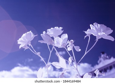 Infrared Flowers With A Deep Blue Sky, Titania Style