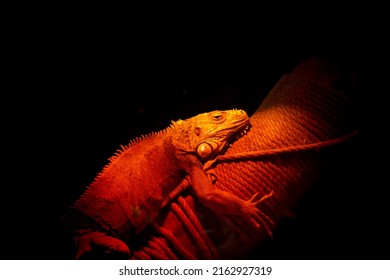 Infrared heat lamp for reptile and amphibian care. Green iguana relaxing and warming up under the red glow of a heat lamp in the tank. Iguana lying on tree branch under red light in terrarium.