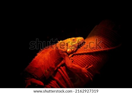 Infrared heat lamp for reptile and amphibian care. Green iguana relaxing and warming up under the red glow of a heat lamp in the tank. Iguana lying on tree branch under red light in terrarium.