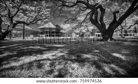 infrared landscape full color and monochrome  Black and White Bangkok, Suanluang​ RAMA IX Public Park​ and botanical​ garden, the​ largest​ in​ Bangkok, Thailand.