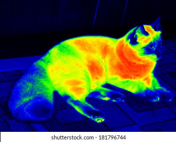 Infrared Ragdoll Cat