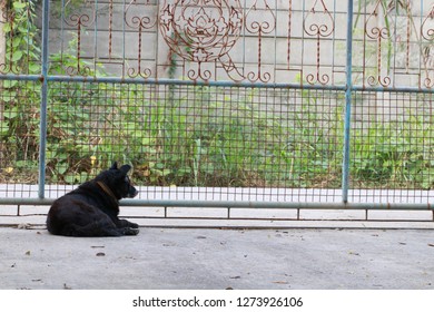 Black​ dog​ lying​ on​ the​ ground​ infront of​ the​ house​
