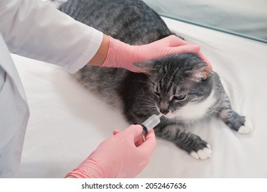 Infusion flüssiger Arzneimittel durch einen Tierarzt aus einer Spritze in den Mund eines Tieres im Tierarzt