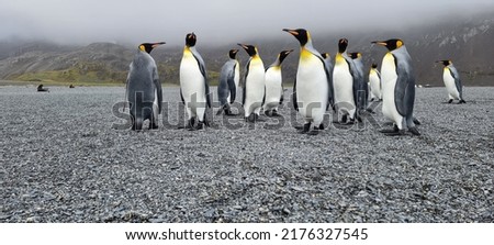 ing Penguin in Antarctica, Southern Ocean, South Georgia, animal